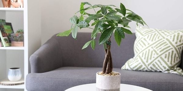 Indoor trees best sale safe for dogs